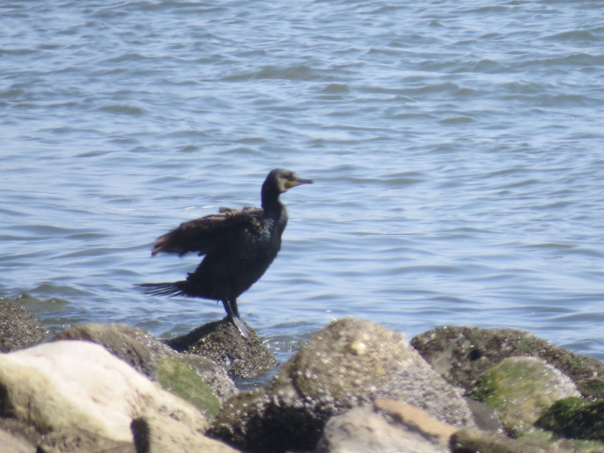 Photo of Great Cormorant at 新木場緑道公園(東京都江東区) by Haruki🦜