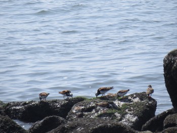 Ruddy Turnstone 新木場緑道公園(東京都江東区) Sun, 4/28/2024