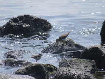 Little Ringed Plover 新木場緑道公園(東京都江東区) Sun, 4/28/2024