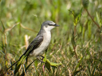 Ashy Minivet Tobishima Island Sun, 4/28/2024