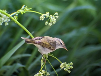 Eastern Crowned Warbler Tobishima Island Sun, 4/28/2024