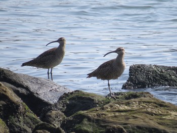 Eurasian Whimbrel 新木場緑道公園(東京都江東区) Sun, 4/28/2024