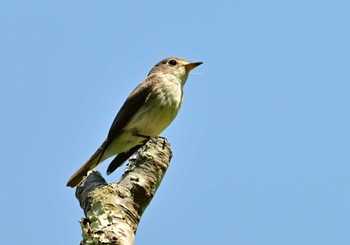 Asian Brown Flycatcher 家の近所 Sun, 4/28/2024