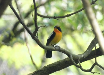 Narcissus Flycatcher Hayatogawa Forest Road Sun, 4/28/2024