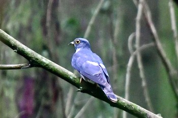 Malaysian Hawk-Cuckoo 英彦山 Sun, 4/28/2024