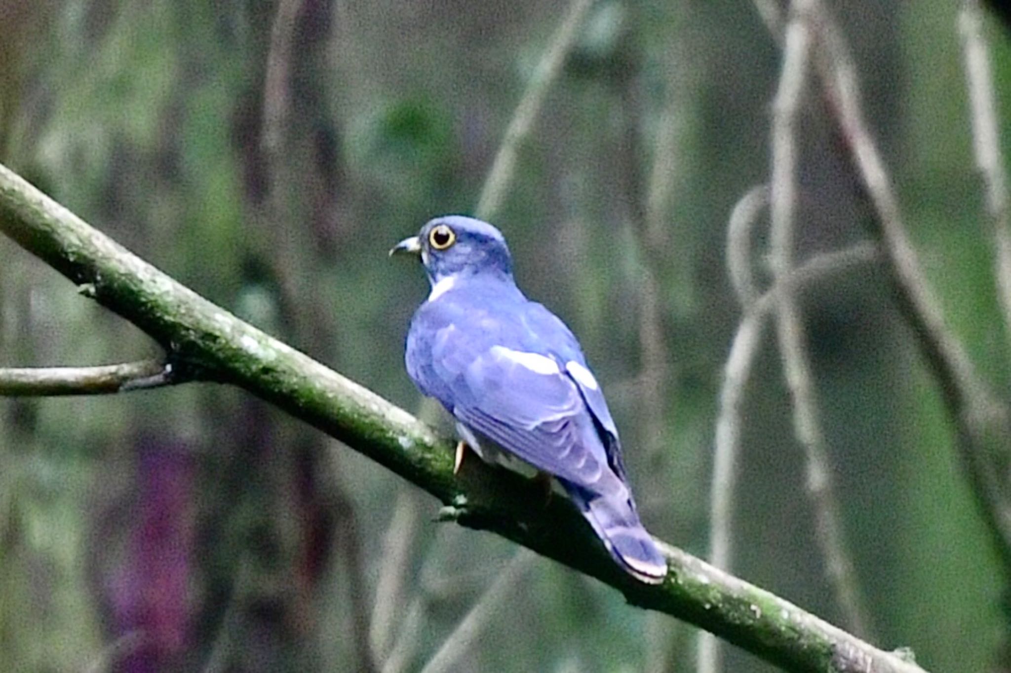 Photo of Malaysian Hawk-Cuckoo at 英彦山 by にょろちょろ