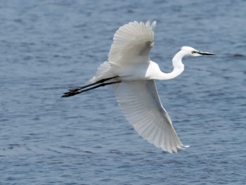 Great Egret Kasai Rinkai Park Sun, 4/28/2024