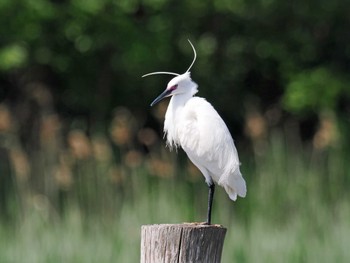 Little Egret Kasai Rinkai Park Sun, 4/28/2024