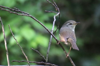 Japanese Bush Warbler 三保市民の森 Sun, 4/28/2024