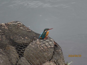 Common Kingfisher 境川（神奈川県） Thu, 4/25/2024