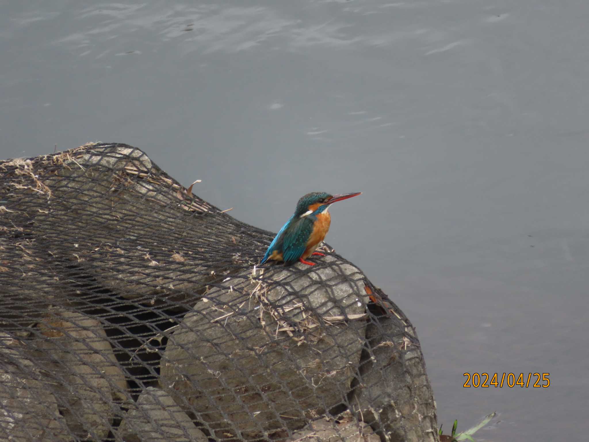 Photo of Common Kingfisher at 境川（神奈川県） by jin