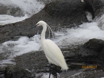 Little Egret 境川（神奈川県） Sat, 4/27/2024