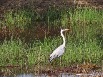 Grey Heron Kasai Rinkai Park Sun, 4/28/2024