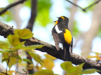 Narcissus Flycatcher Saitama Prefecture Forest Park Sun, 4/28/2024