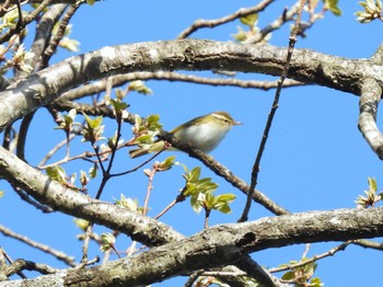 Eastern Crowned Warbler Saitama Prefecture Forest Park Sun, 4/28/2024