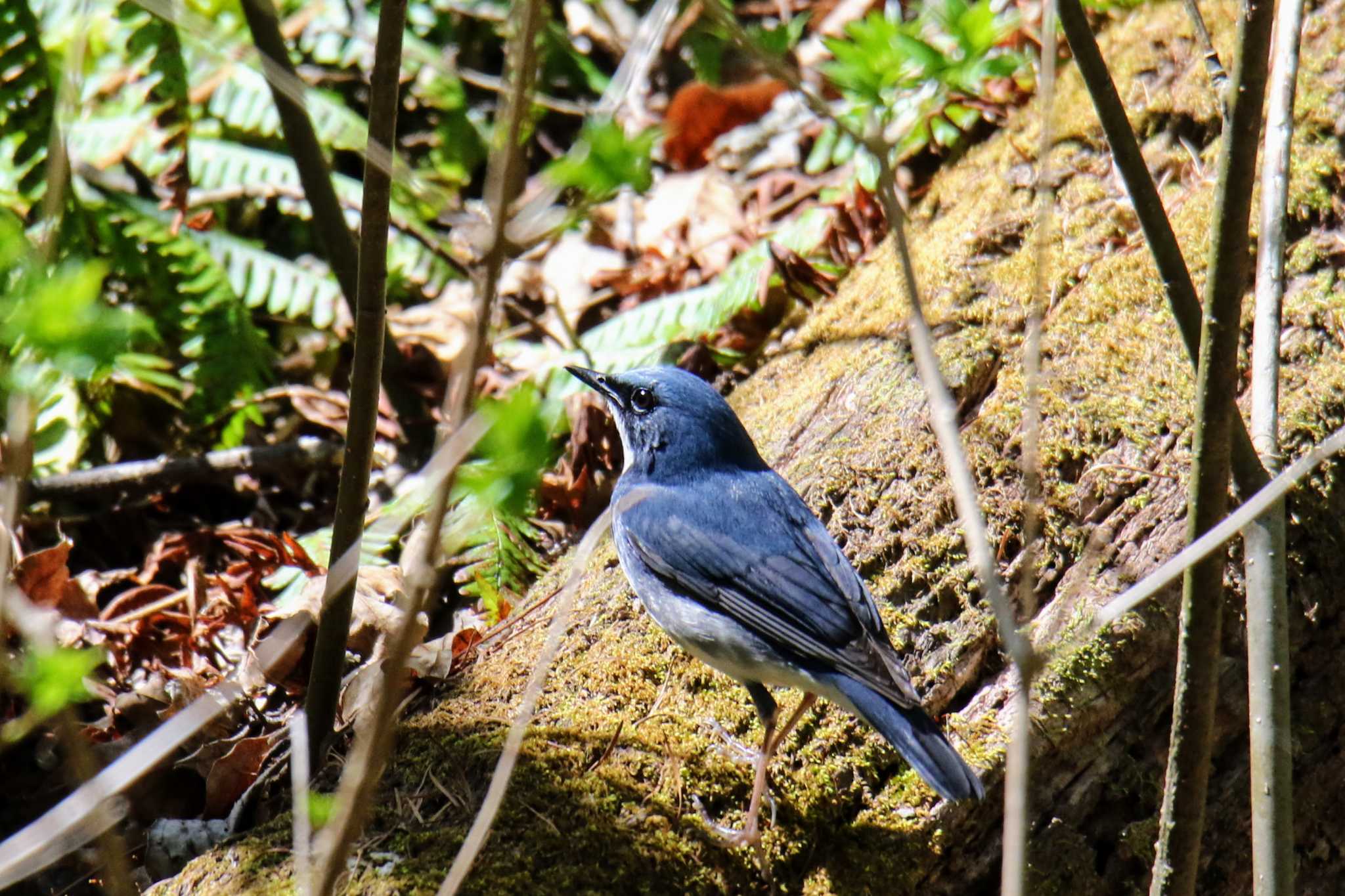 長野県 コルリの写真 by はやぶさくん