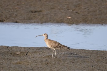 Eurasian Whimbrel 土留木川河口(東海市) Sun, 4/28/2024