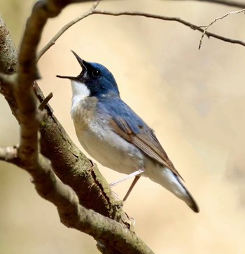 Siberian Blue Robin 茶臼山 Sun, 4/28/2024