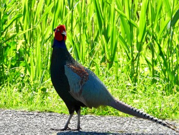 Green Pheasant 黒浜沼 Sun, 4/28/2024