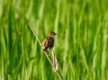 Zitting Cisticola 黒浜沼 Sun, 4/28/2024