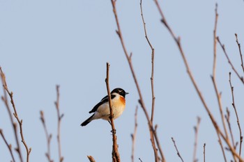 2024年4月27日(土) 北海道 浜厚真海浜公園の野鳥観察記録