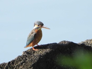 Common Kingfisher 山田池公園 Sun, 4/28/2024