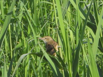 Oriental Reed Warbler 山田池公園 Sun, 4/28/2024