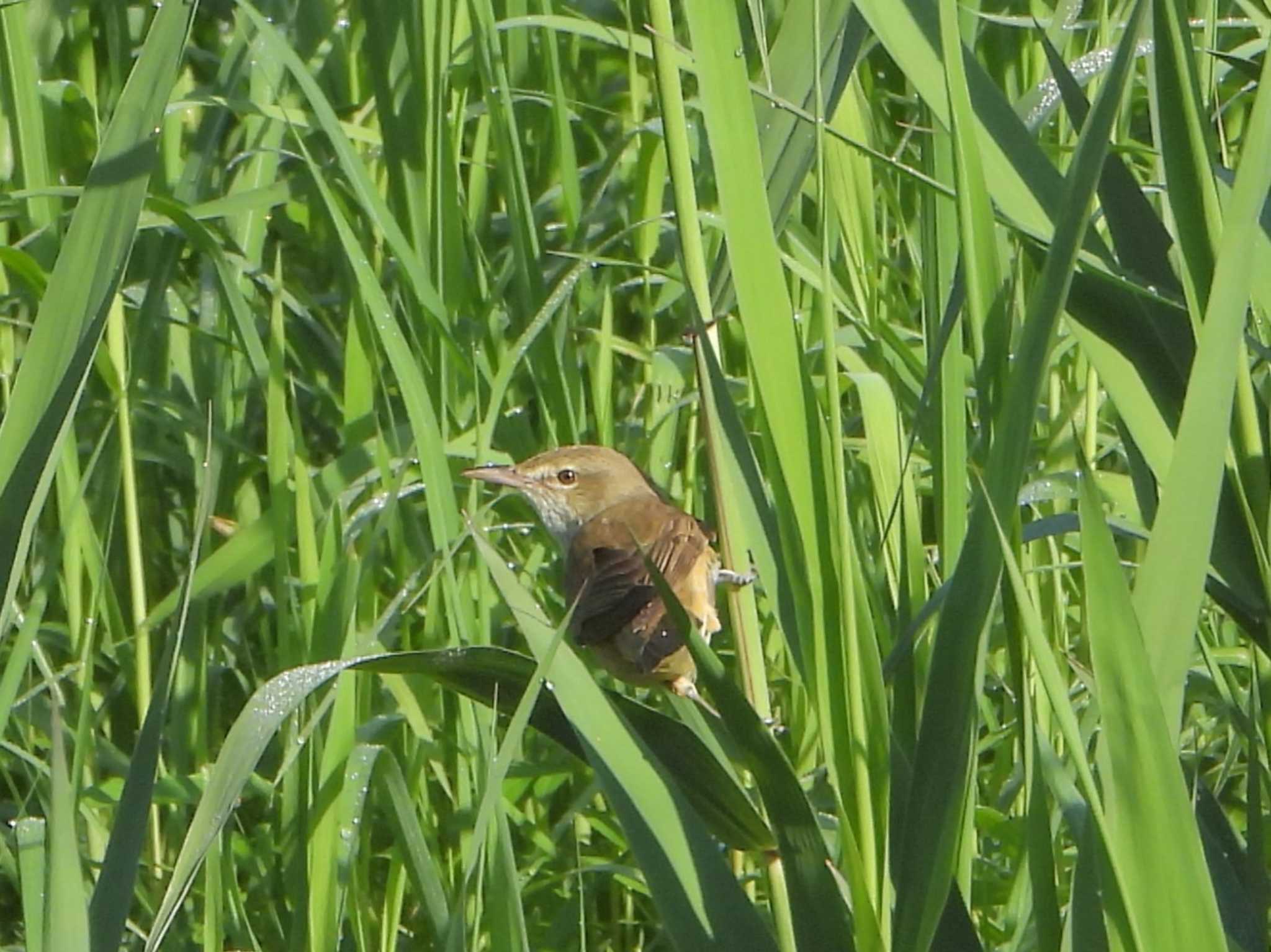 Photo of Oriental Reed Warbler at 山田池公園 by Ryoji-ji