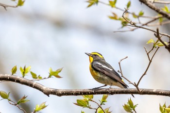 キビタキ 北海道 出光カルチャーパーク 2024年4月28日(日)