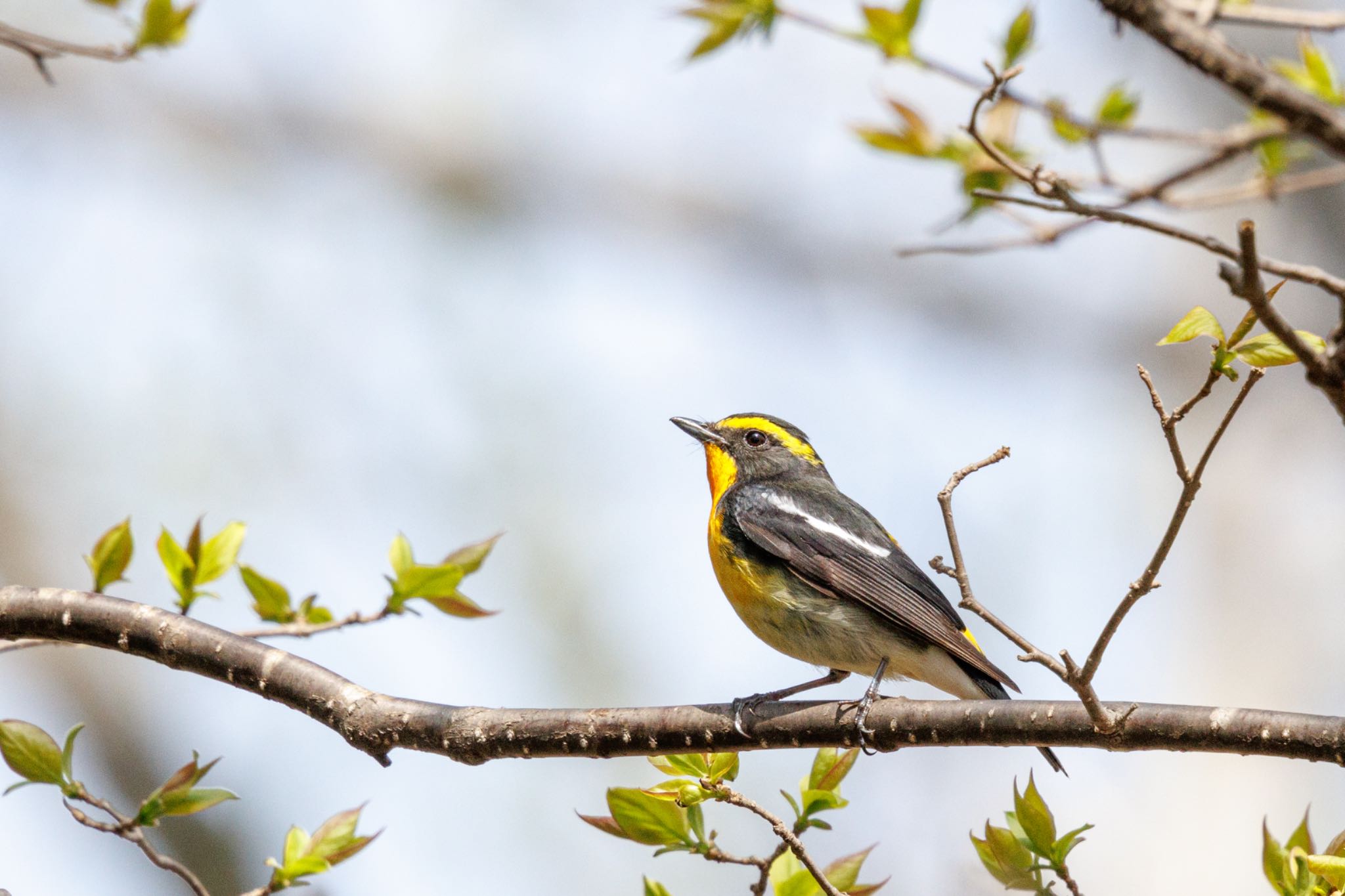 Photo of Narcissus Flycatcher at 出光カルチャーパーク(苫小牧) by シマシマ38