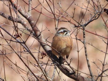 Meadow Bunting 穂坂自然公園 山梨県韮崎市 Sat, 2/24/2024