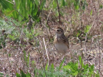 Eurasian Skylark 蒲生干潟(仙台市) Thu, 4/25/2024