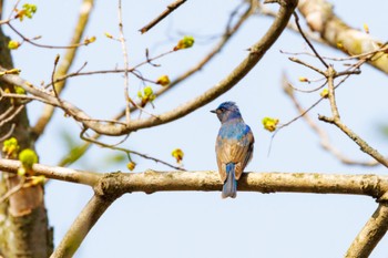 Blue-and-white Flycatcher 出光カルチャーパーク(苫小牧) Sun, 4/28/2024