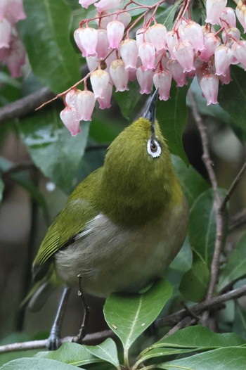 Warbling White-eye Arima Fuji Park Thu, 3/21/2024