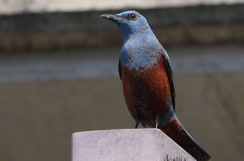 2024年4月28日(日) 泉大津の野鳥観察記録