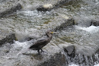 カワウ 近所の川 2024年4月27日(土)