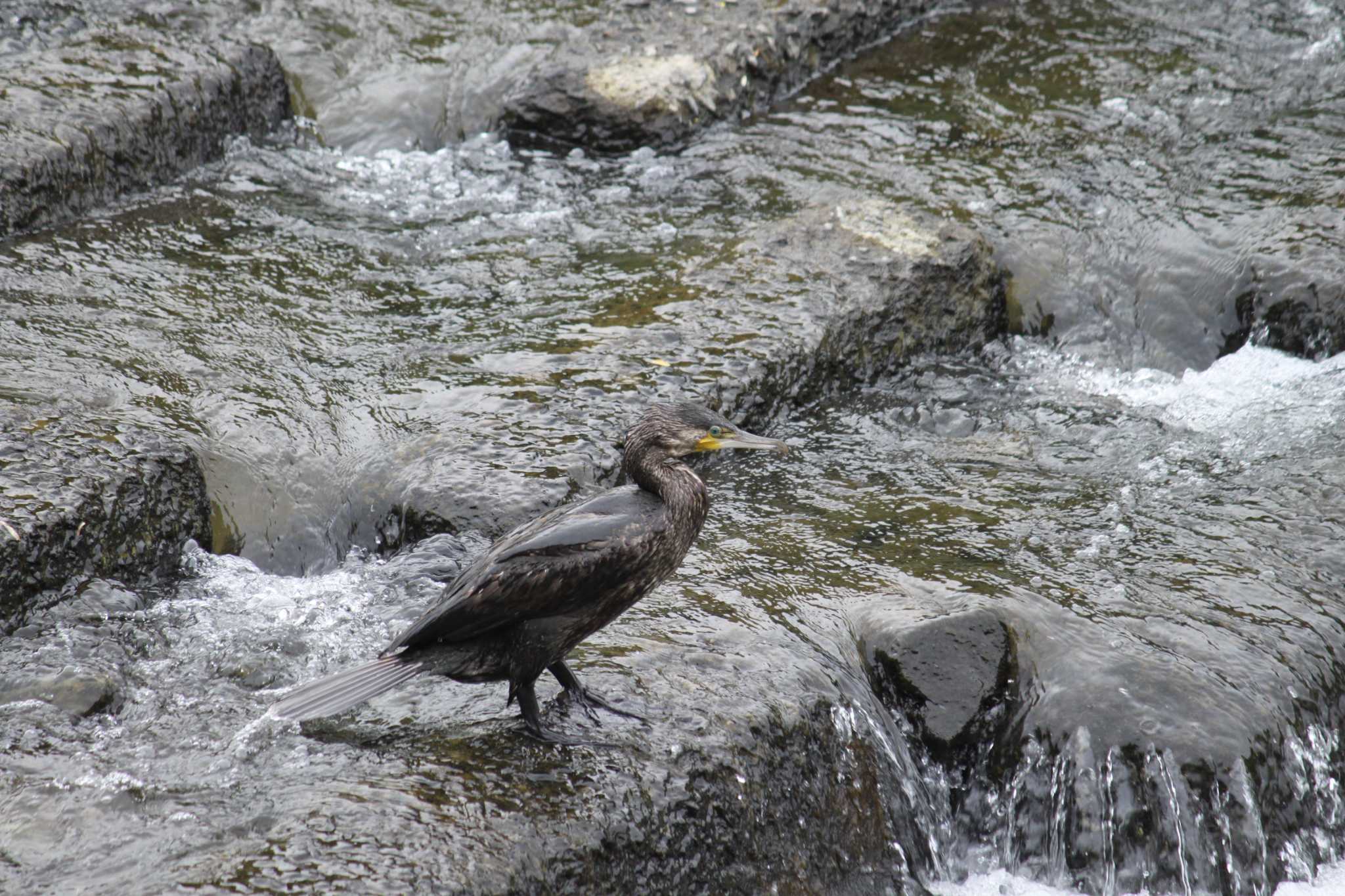 Photo of Great Cormorant at 近所の川 by Kazu N