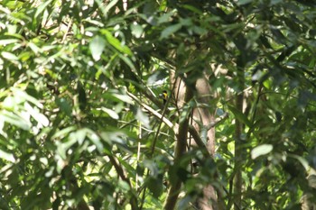 Narcissus Flycatcher 八王子城址 Sun, 4/28/2024