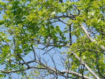 Ryukyu Minivet 氷取沢市民の森 Sun, 4/28/2024