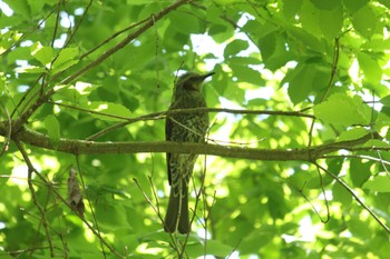 Brown-eared Bulbul Komiya Park Sun, 4/28/2024