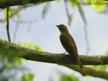 Blue-and-white Flycatcher 日向渓谷 Sun, 4/28/2024