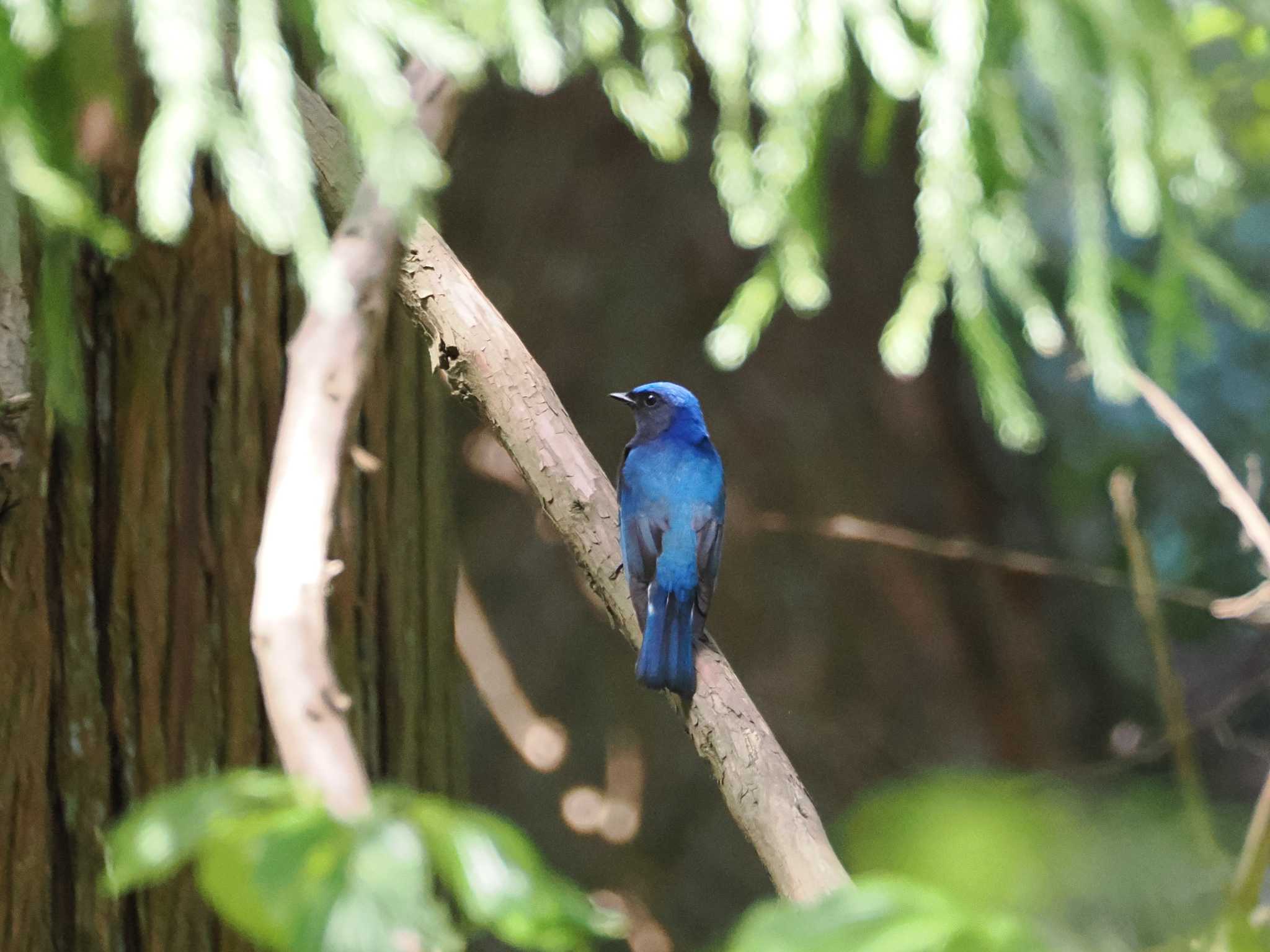Photo of Blue-and-white Flycatcher at 日向渓谷 by こむぎこねこ