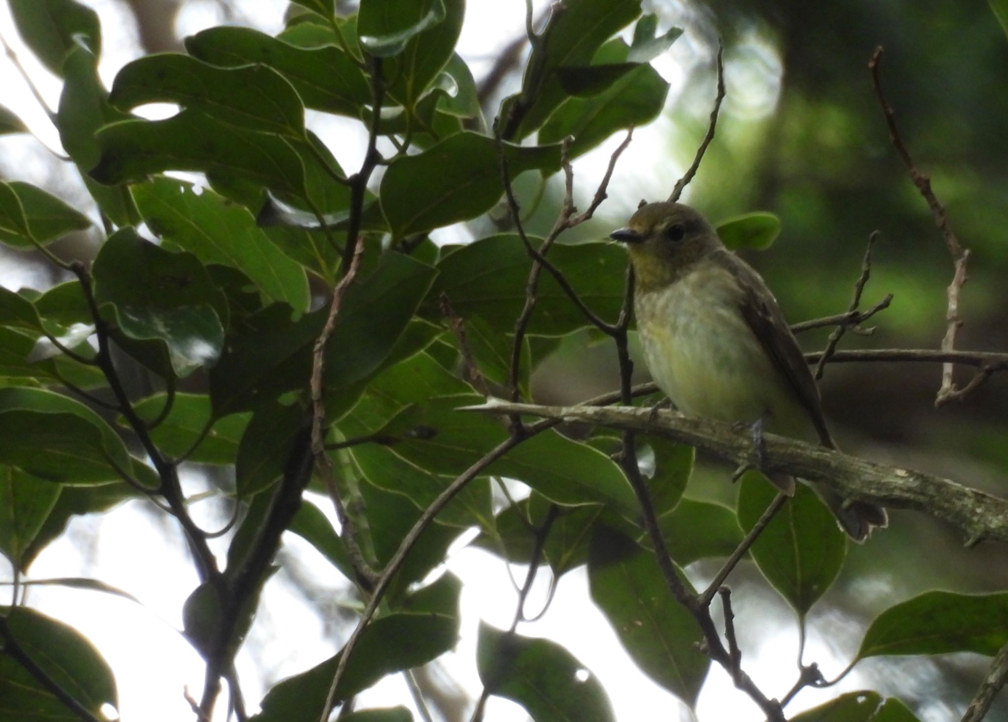 Narcissus Flycatcher