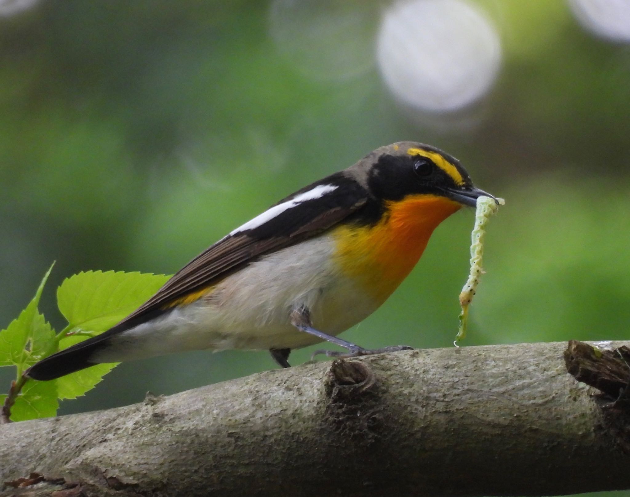 Narcissus Flycatcher