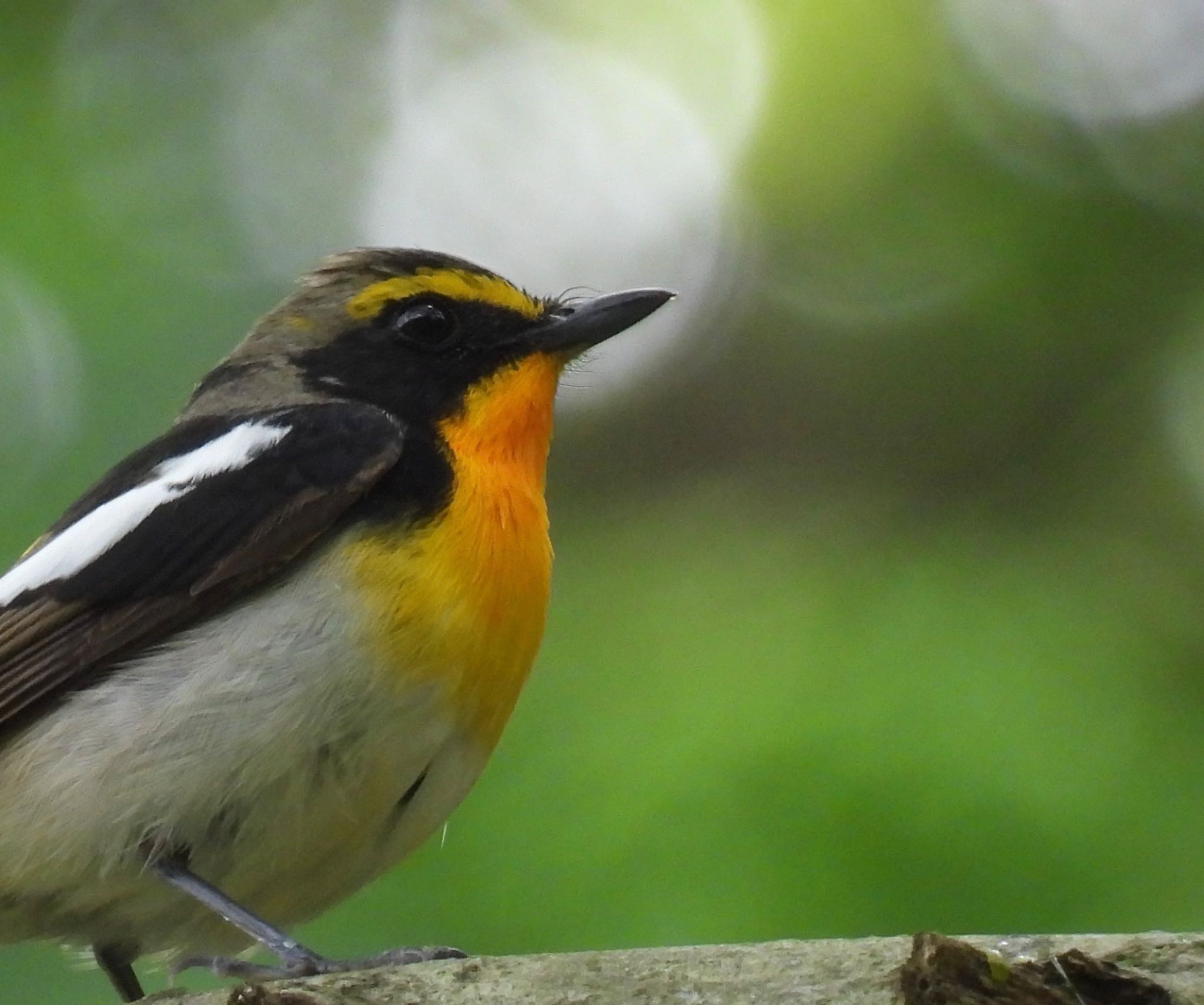 Narcissus Flycatcher