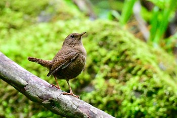 Eurasian Wren 英彦山 Sun, 4/28/2024