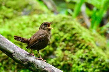 Eurasian Wren 英彦山 Sun, 4/28/2024