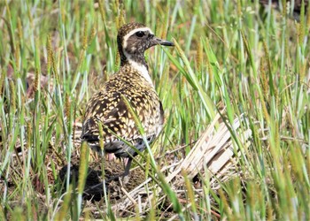 Pacific Golden Plover 埼玉県 Sun, 4/28/2024