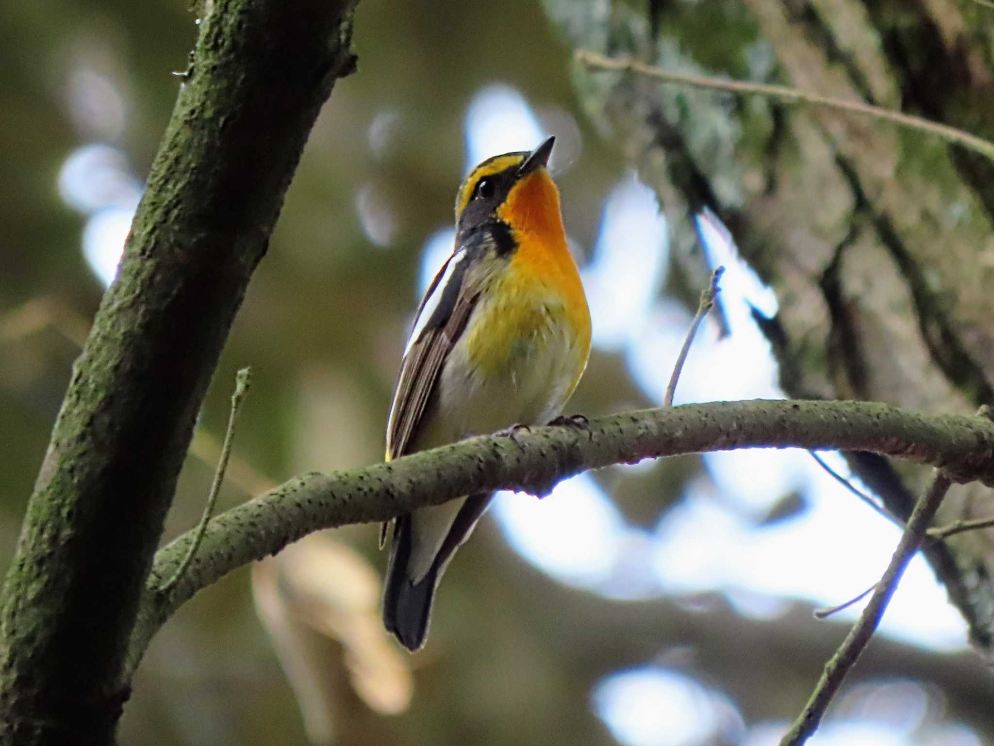 Photo of Narcissus Flycatcher at Nara Park by あなちゃん
