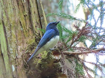 Blue-and-white Flycatcher 春日山原始林 Sun, 4/28/2024